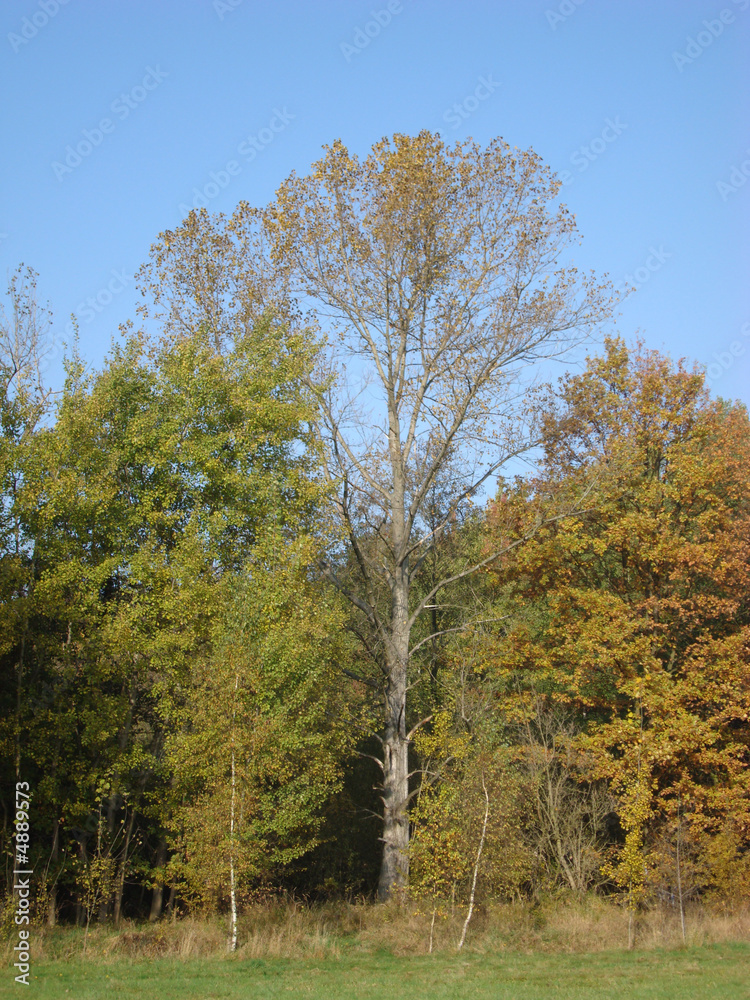 Wood in autumn 3