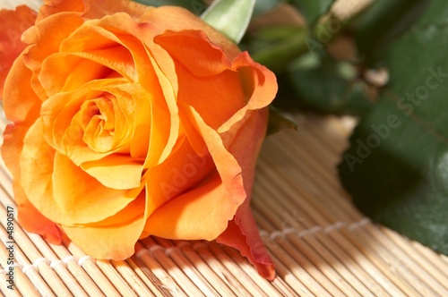 orange rose