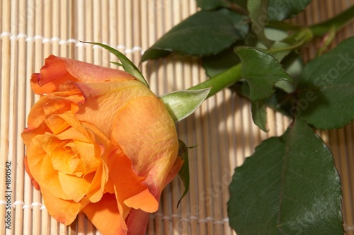 orange rose