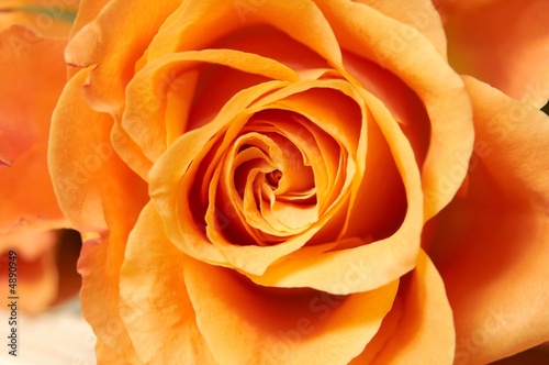 orange rose