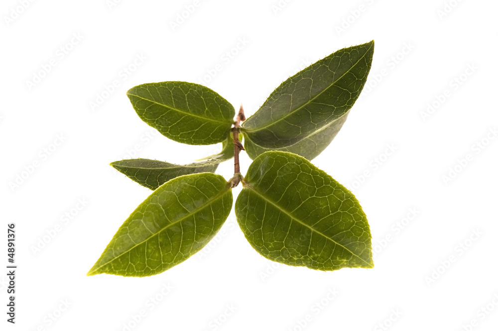 fresh tea leaves fresh tea leaves