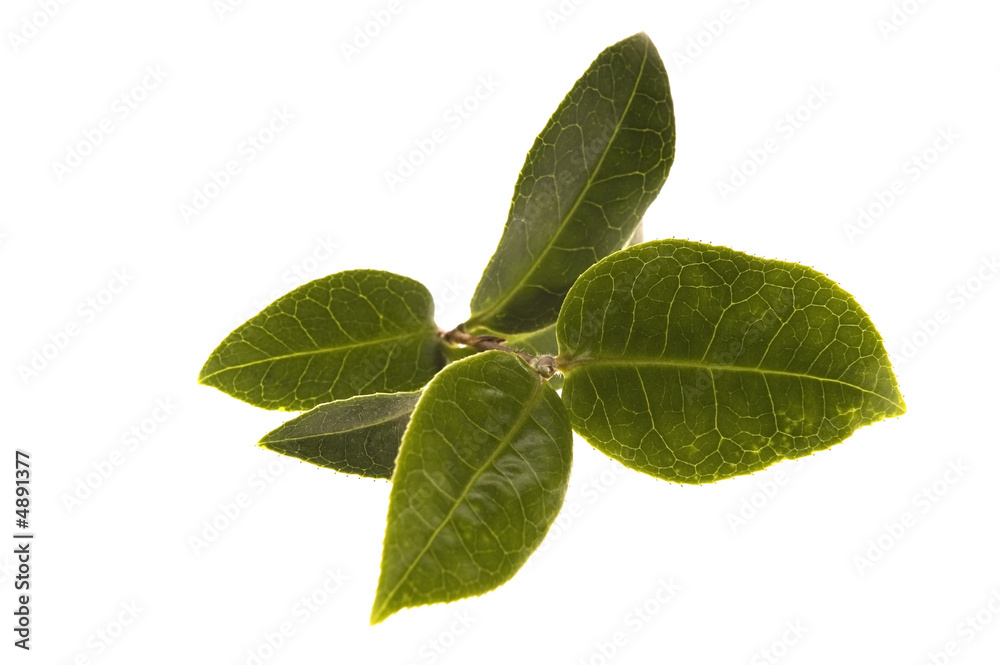 Fototapeta premium fresh tea leaves
