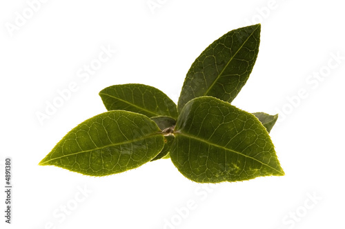 fresh tea leaves