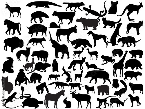 Vectors of animals