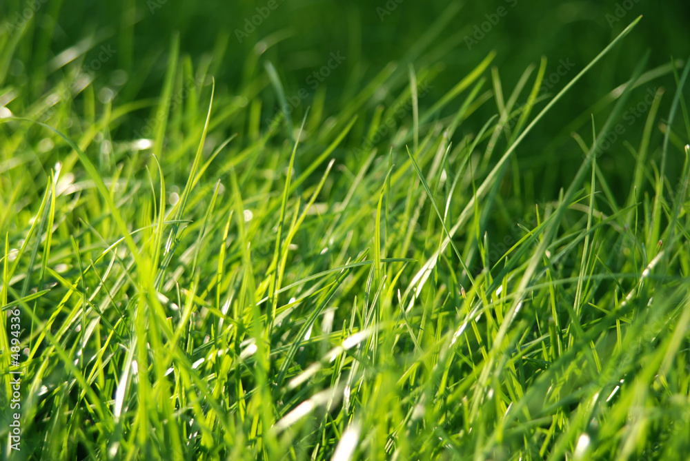 Green grass