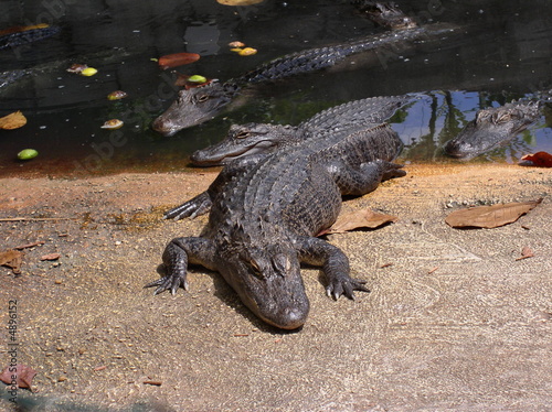 ALLIGATORS EVERGLADES