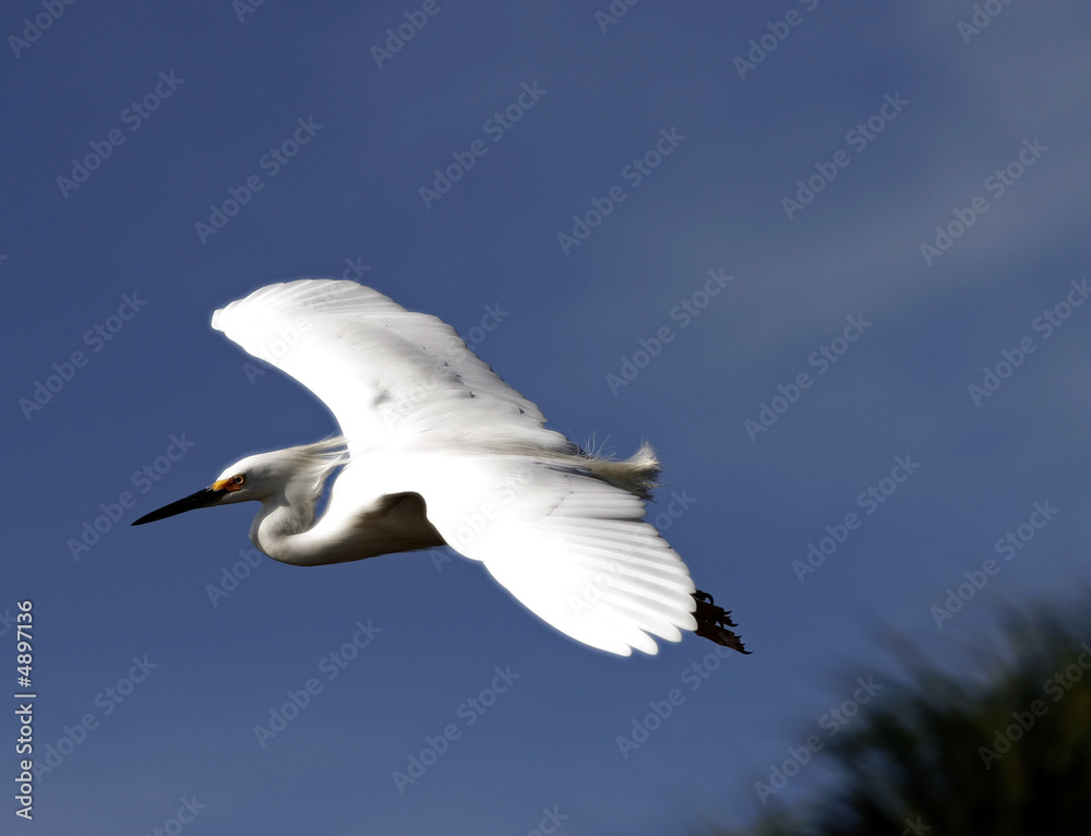 Obraz premium BIRD ON THE CLOUDS