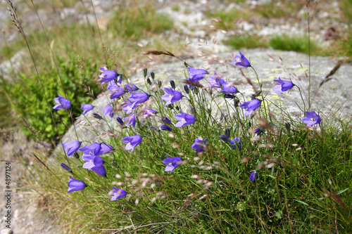 harebell