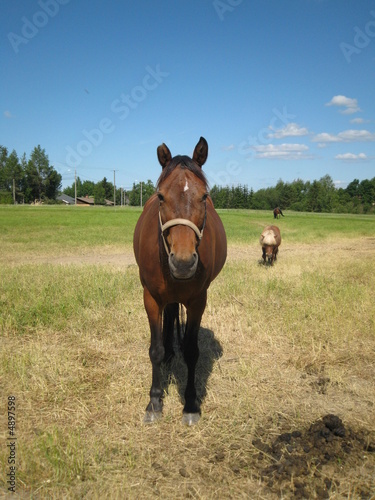 Staring Horse 