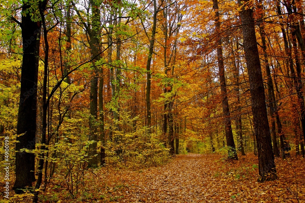 Obraz premium fall forest a002