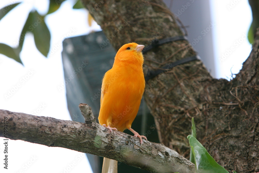 Obraz premium ORANGE CANARY