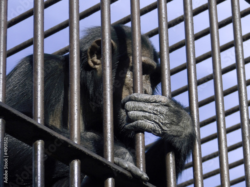 monkey