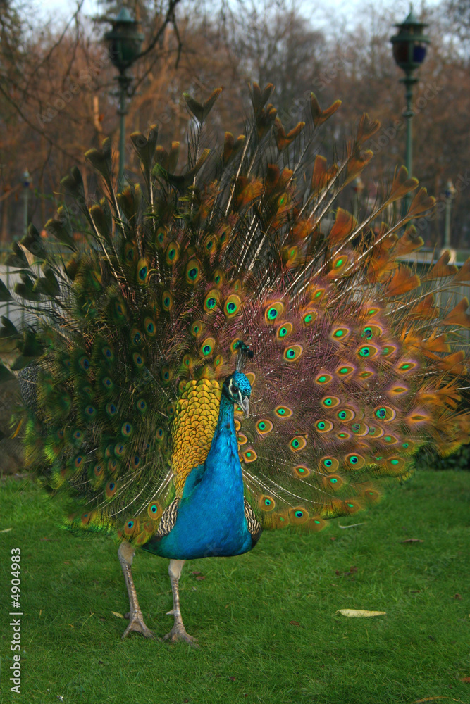 Beautiful colourful preening peacock