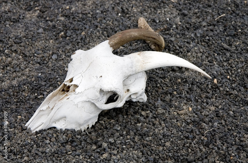 Goat skull on an arid volcanic soil in Lanzarote