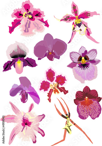 illustration with pink orchids