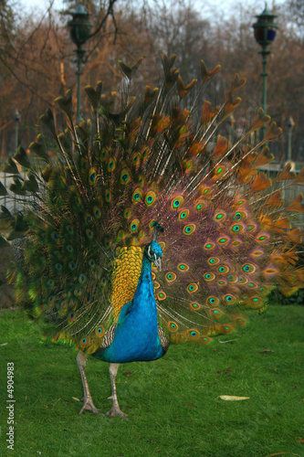 Obraz na płótnie Beautiful colourful preening peacock w salonie