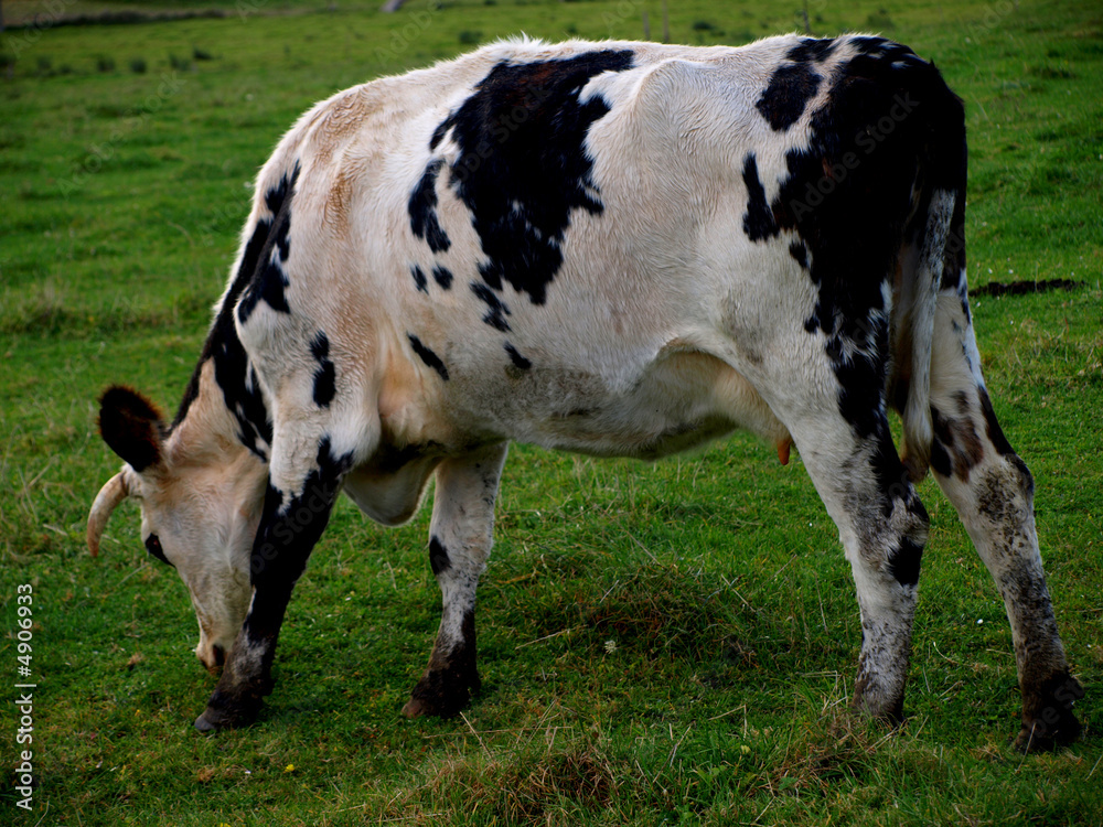 vache 2 vache 2