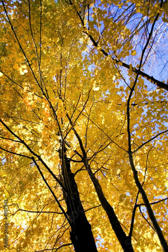 Yellow Colored Maple Tree