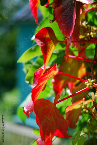 Red Ivy