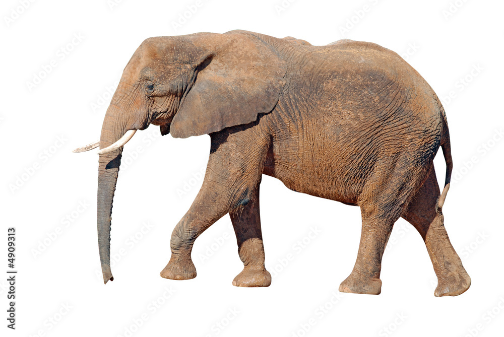 Obraz premium Elephant