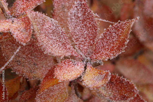 The first autumn hoarfrost on red leaves of a barberry