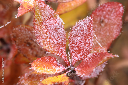 The first autumn hoarfrost on red leaves of a barberry