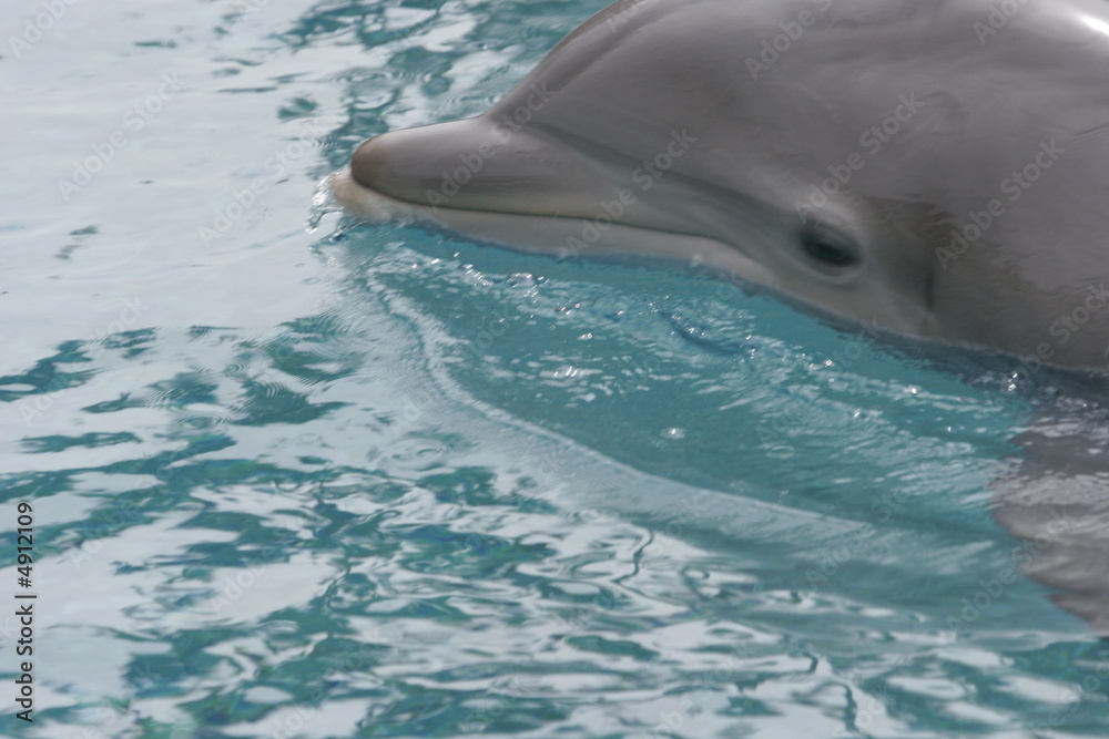 Obraz premium DOLPHIN RELAXING 