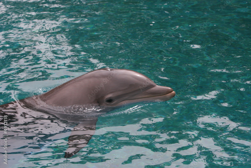 Fototapeta premium LOVE TO SWIM DOLPHIN