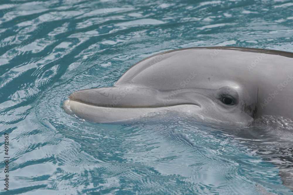 Obraz premium LOVING TO SMILE DOLPHIN