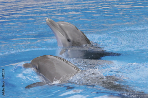 COUPLE LOVE AFECTIONATE DOLPHINS