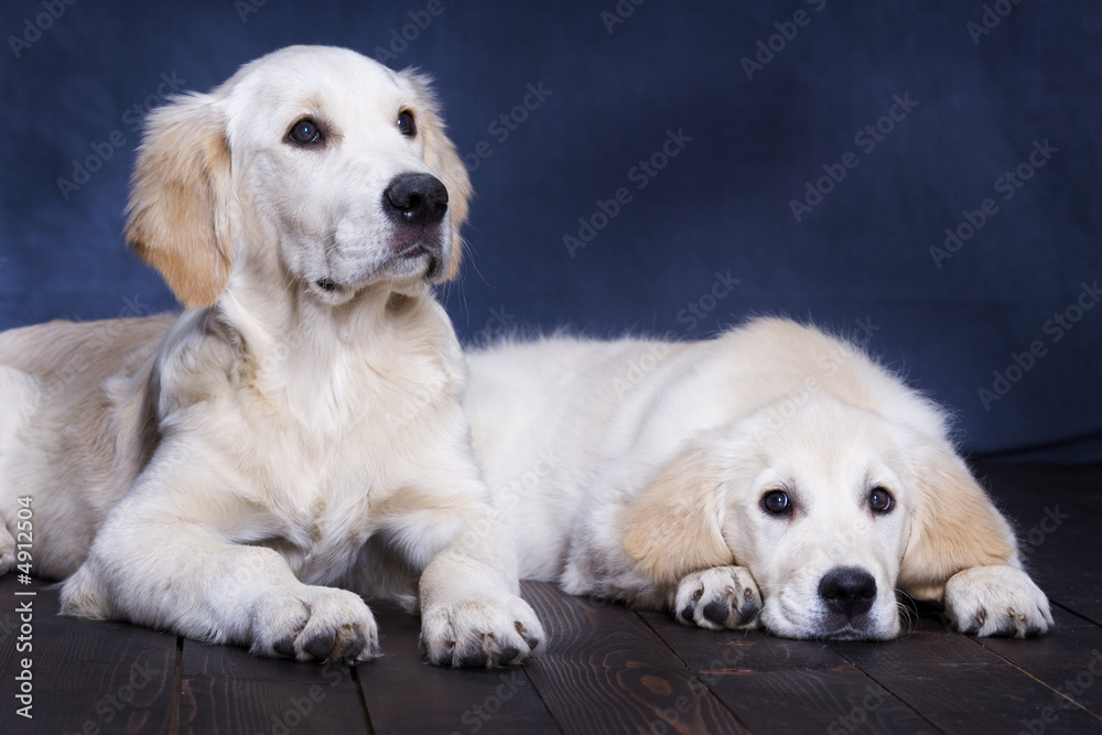 Puppies Golden Retriever