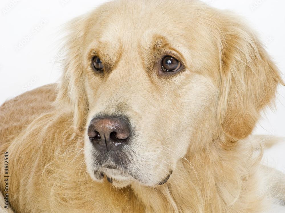portrait of a dog portrait of a dog