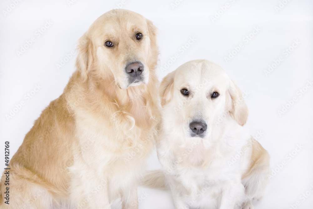 Two dogs on white