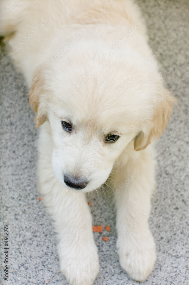 Puppy Golden Retriever Puppy Golden Retriever