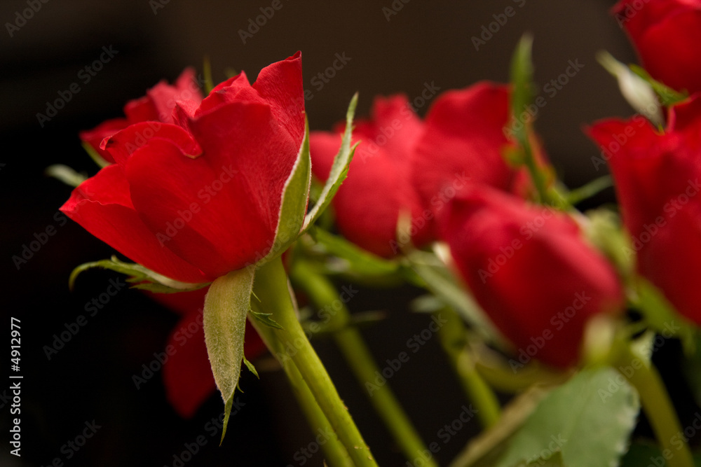 Fototapeta premium red roses