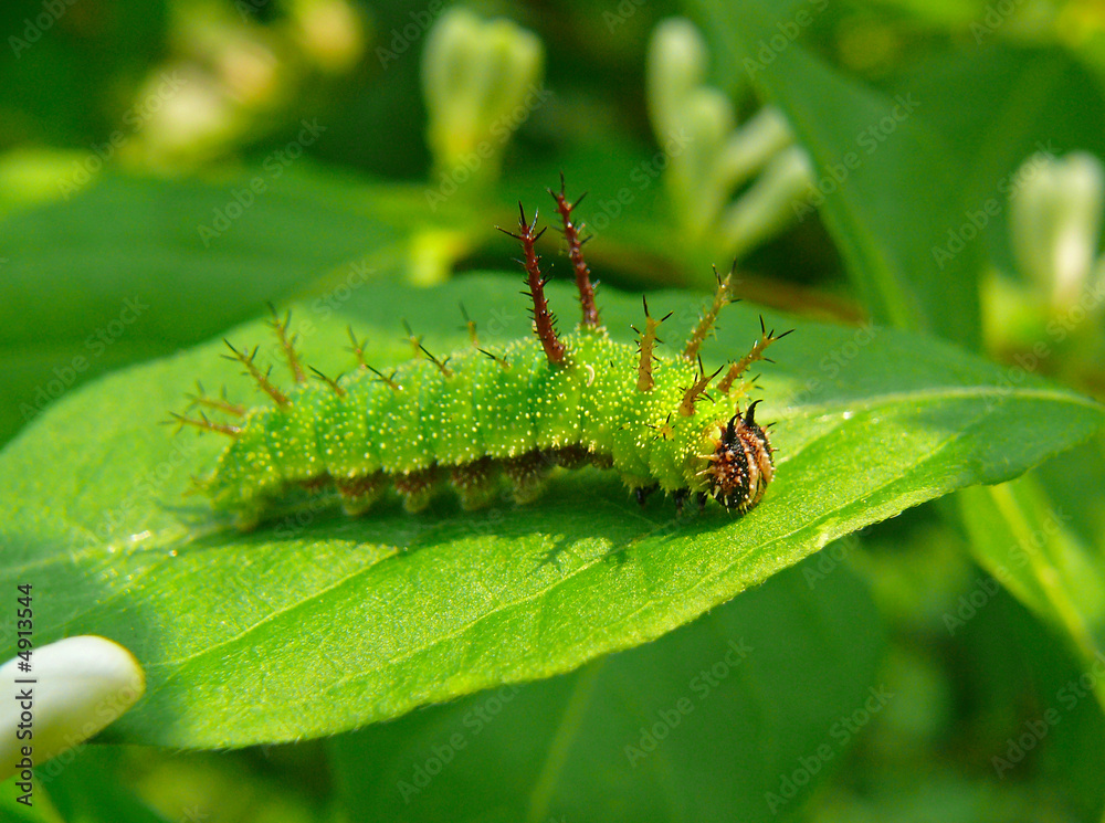 Caterpillar of Butterfly Purple 3