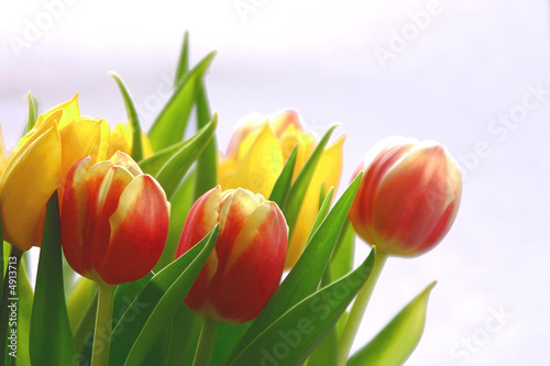 Frühling - Tulpen im Gegenlicht