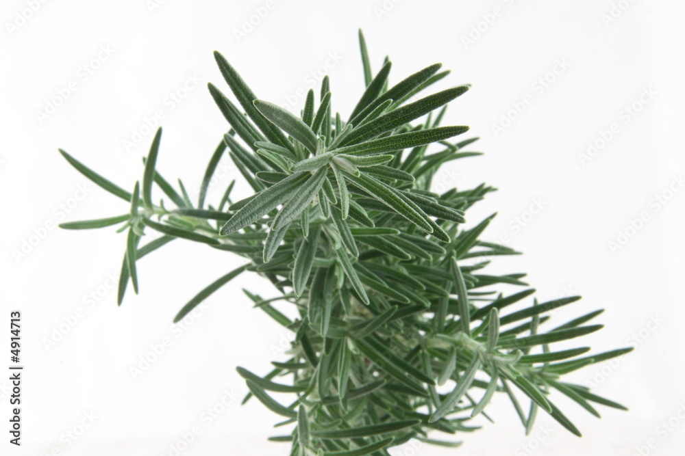 rosemary rosemary