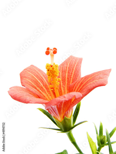 fleur hibiscus nain photo