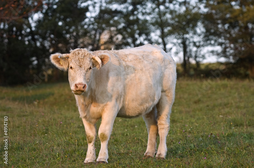 milk cow © Lovrencg