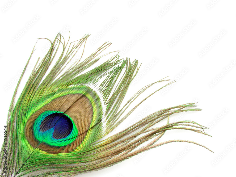 Obraz premium Bird`s feather