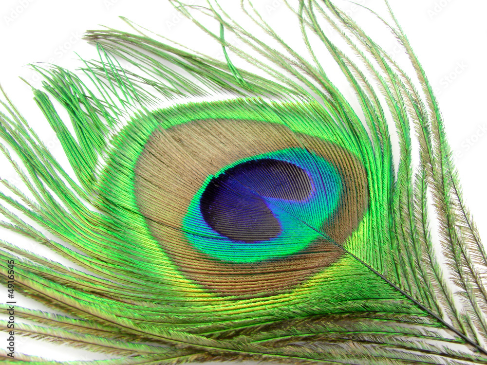 Obraz premium Peacock`s feather