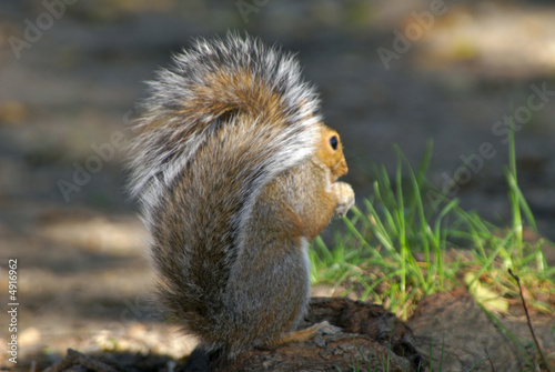 squirrel
