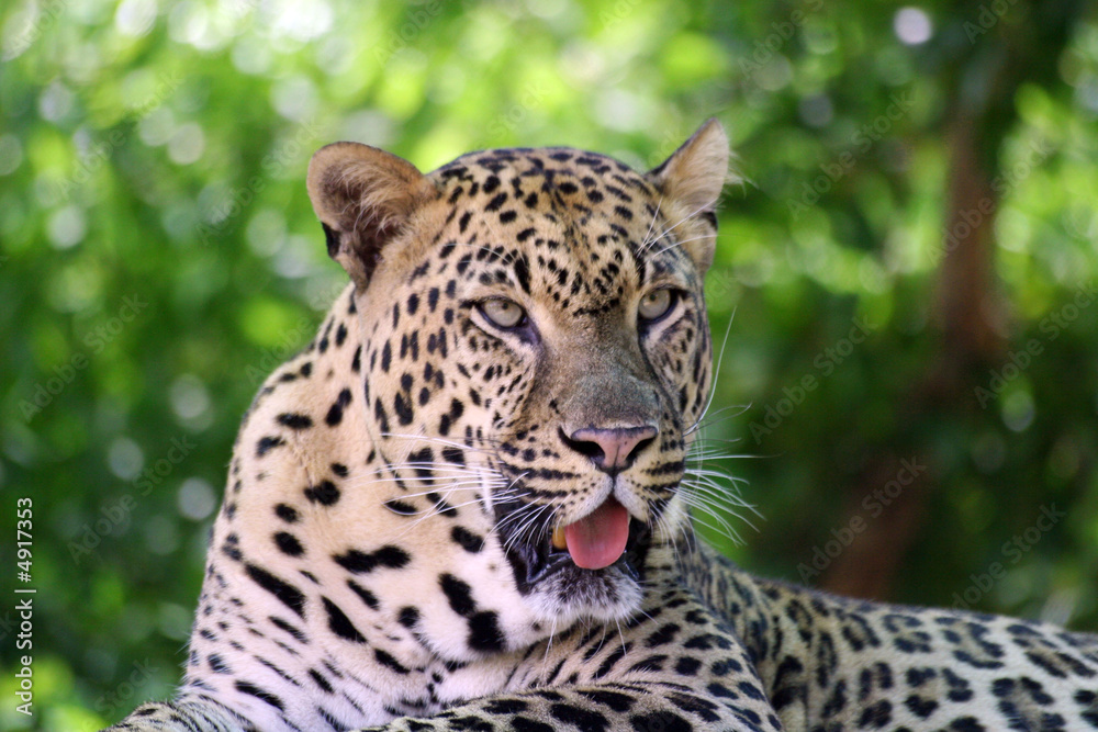 Naklejka premium Leopards Gaze