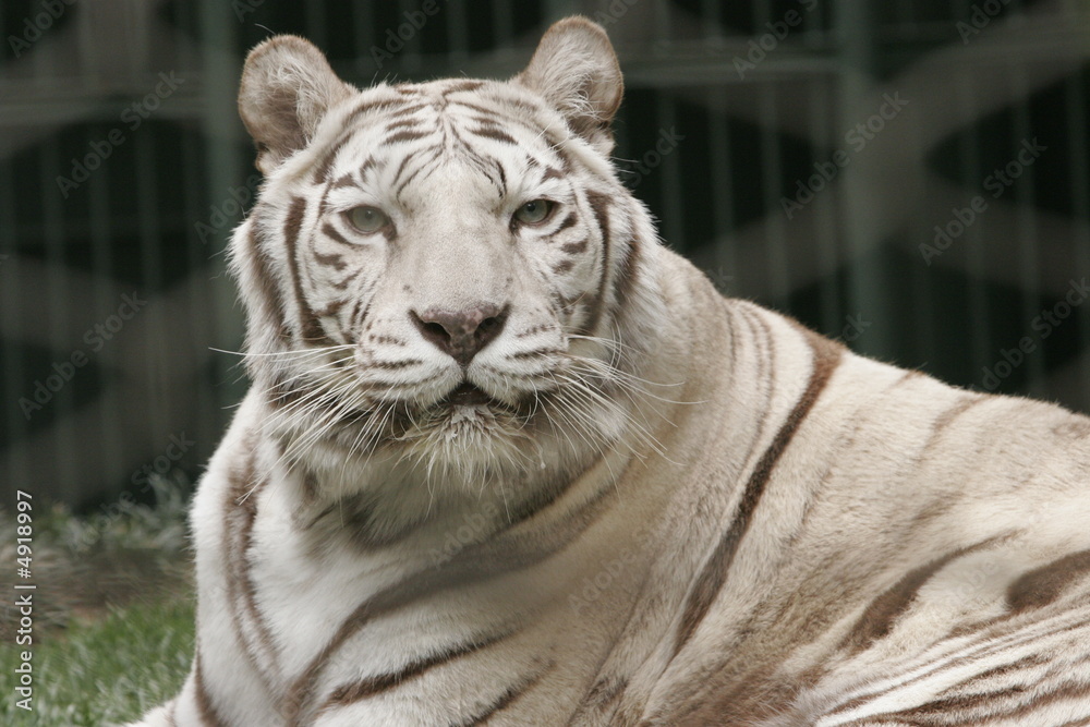 Naklejka premium WHITE TIGER