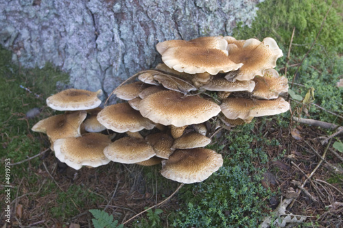 Fungus 8