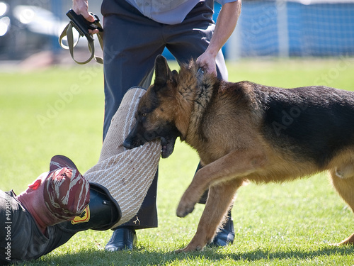 k-9
