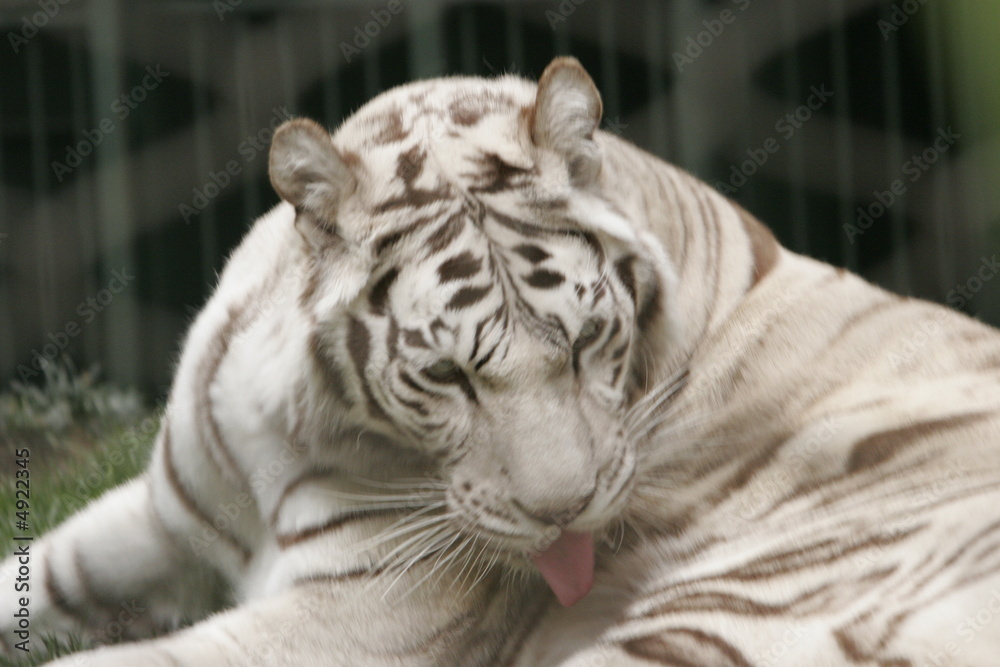 WHITE TIGER RARE