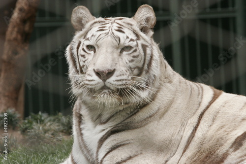 RARE EXTINTION LIST WHITE TIGER