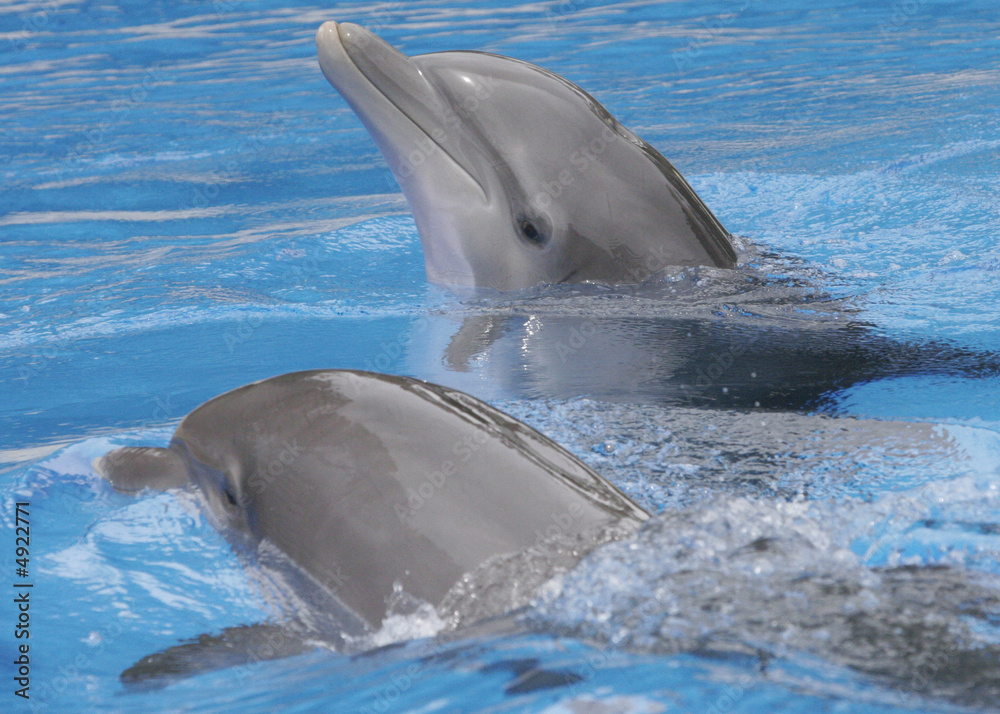 Naklejka premium DOLPHIN COUPLE